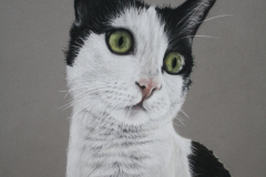 black-and-white-cat-pastel-pencil-drawing
