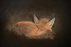 Sleeping-fox