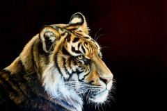 Tiger-painting-with-black-backround