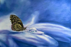 butterfly-and-waterdrop-on-blue-backround
