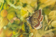 butterfly drawing polyomatus agestis.