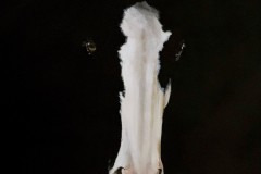 hevonen-paited-black-sarja