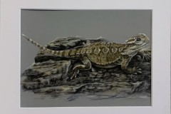 lisko-pastellipiirros