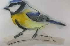 sinitiainen-vesivarit