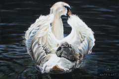 swan-mother-and-baby