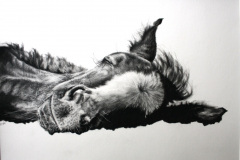 foal-pencil-drawing