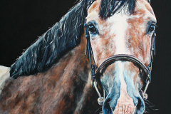bay-young-horse-portrait-acryl-on-canvas