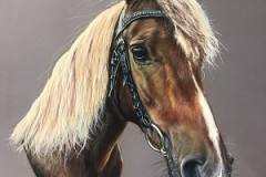 chestnut-New-Forest-pony-pastel-pencil-portrait-drawing