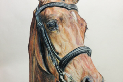 colored-pencil-young-show-horse-drawing
