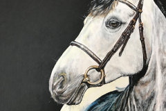 gray-sporthorse-acrylic-painting