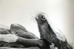 sleeping-foal-drawing