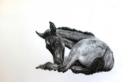 sleeping-foal-drawing