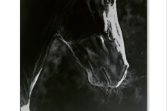 realistinen-mustavalkoinen-hevosmaalaus
