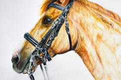 orange dressagehorse colored pencil drawing