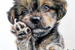 Bichon Havannais puppy