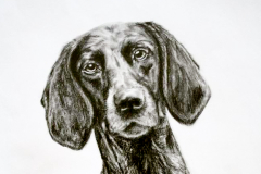 black and white realistic pencil drawing of german short-haired pointer sitting