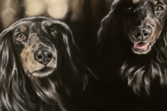 Long haired dachshunds