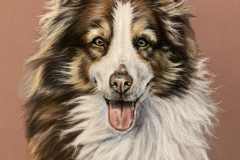 Australian shepherd