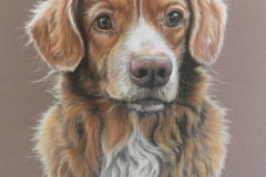 novascotia retriever drawing