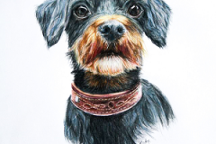 Black-and-tan-Bichon-Havanais-color-pencil-drawing