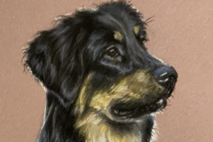 Black-and-tan-hovawart-portrait