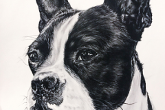 realistic black and white pencil drawing of a boston terrier portrait