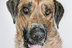 colored pencil portrait drawing of mixed breed dog