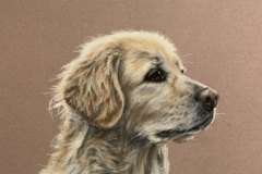 Gold-hovawart-portrait-pastel-pencils