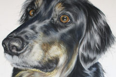 realistic black and tan hovawart portrait, drawing made by pastel pencils on pastelmat paper