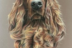 Irish-setter-drawing