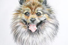Kleinspitz-colored-pensil-drawing