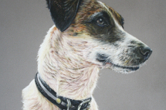 pastel pencil drawing of wethaired jack russel terrier from side