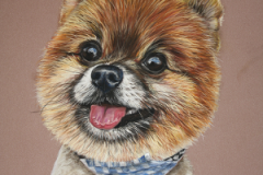 realistic pastel pencil drawing of pomeranian dog with scarf