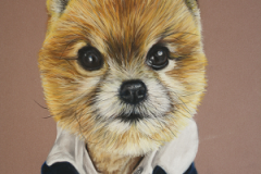 realistic pastel pencil drawing of a pomeranian dog with jacket on
