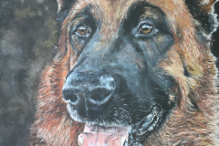 realistic acryl painting of german shepherd on black backround