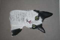 black-and-white-cat-pastel-pencil-drawing