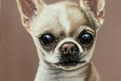 chihuahua-drawing