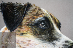 close up picture of pastel pencil drawing about a jackrussel terrier