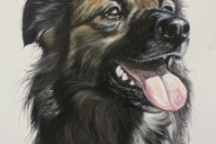 dog-drawind-pastel-pencils