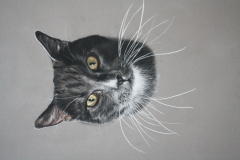 gray-cat-pastel-pencil-drawing