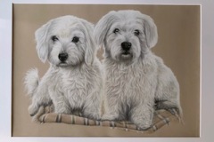 havannankoirat piirros