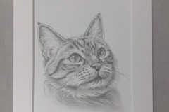 kissojen-ystavat-kisu-lahjoitus-22