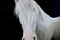 tilaustyo-valkoinen-hevonen