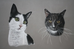 two-cats-pastel-pencil-drawing