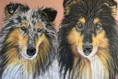 two-collies-portrait