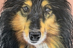 wet-collie-portrait